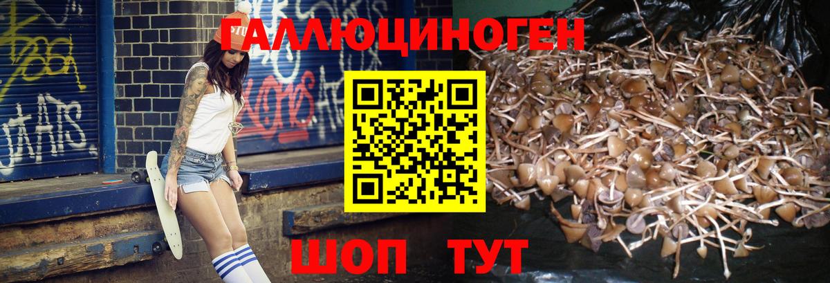 Псилоцибиновые грибы Psilocybe Томск